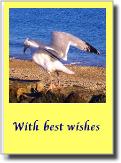 cfthumbseagull