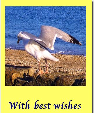cfthumbseagull