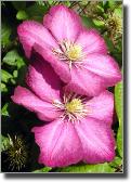 cwclematis002