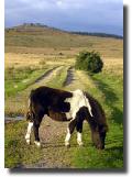 cwDartmoorpony2
