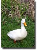 cwduck018