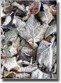 cwfrostyleaves1038