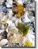 cwfrostyyellowleaves022