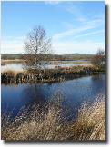 cwRedBogofTregaron2824