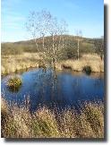 cwRedBogofTregaron841