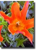 cwtulip