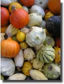 fbgourd161